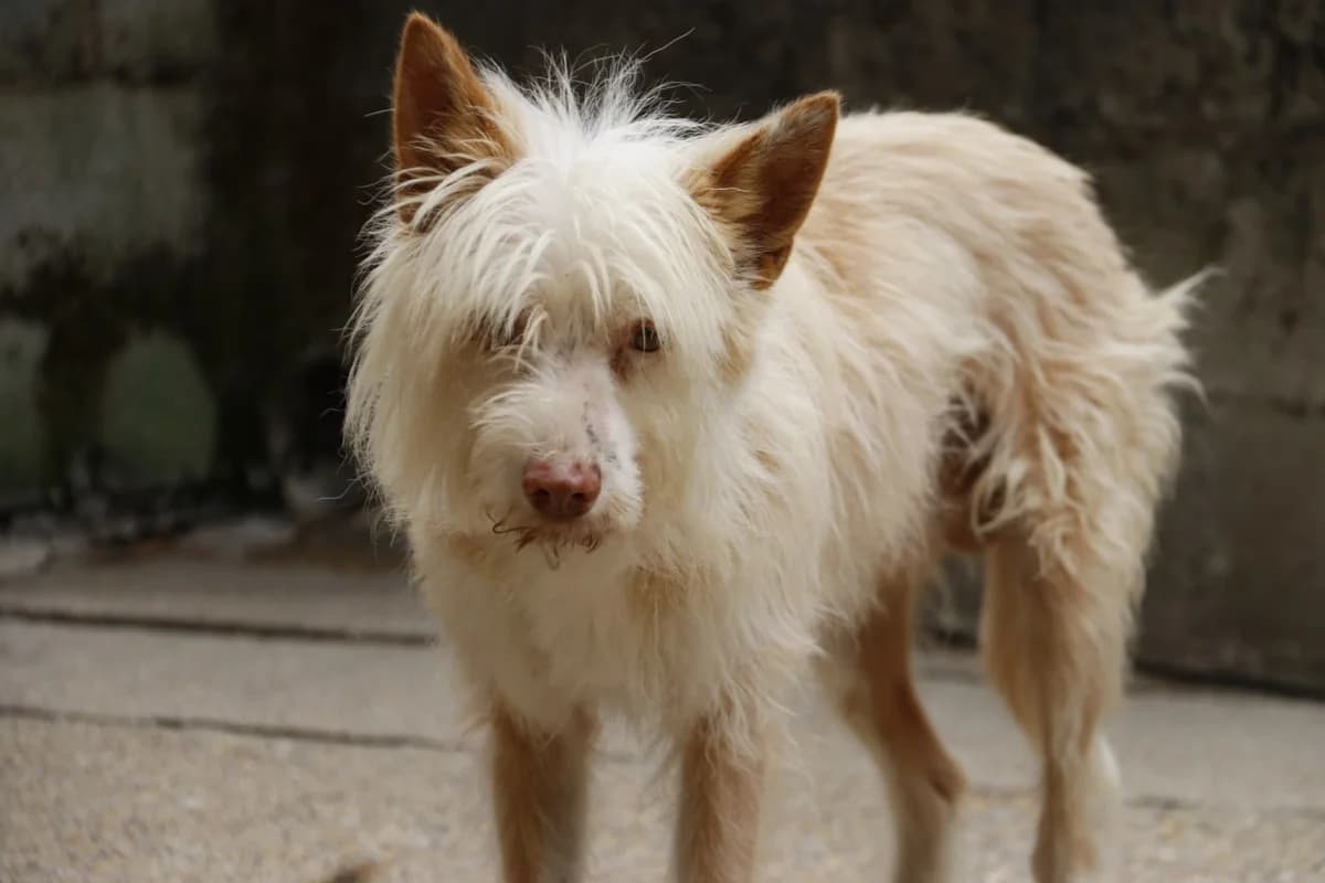 SARTY, senior Mixed Breed for adoption at APADAN A Coruña
