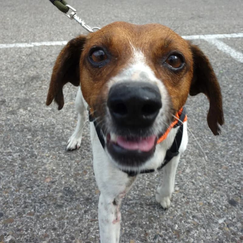 LEIVA, female senior Mixed Breed for adoption at APAMAG