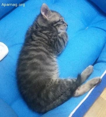 MAY (JAZZ), male senior European Shorthair for adoption at APAMAG