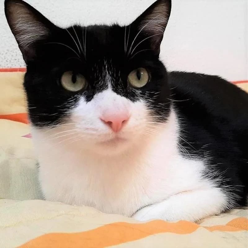 WATSON, male 7yo Mixed Breed for adoption at APAMAG