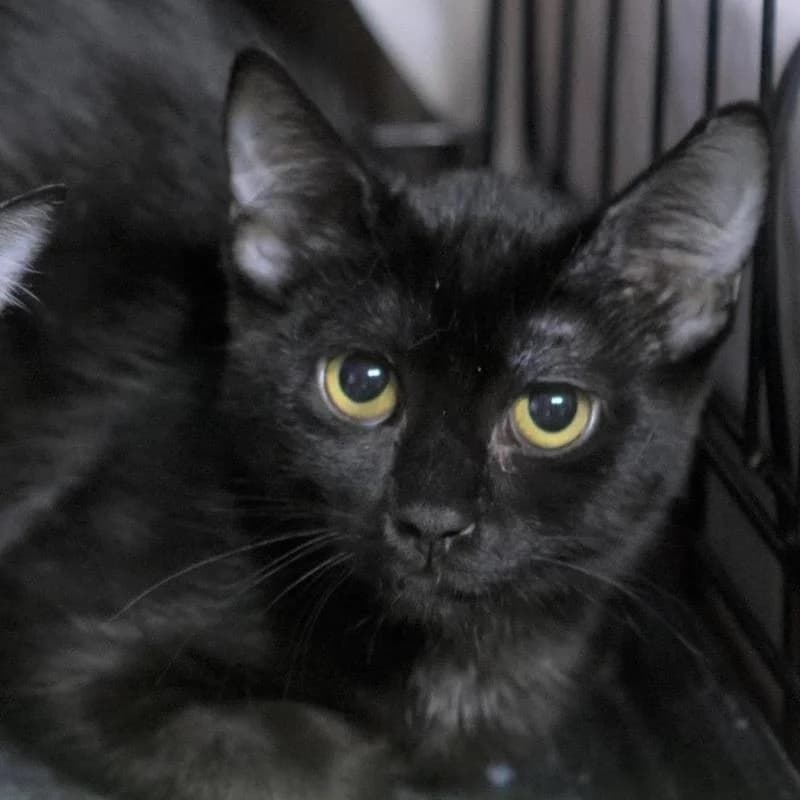 DIANA, female 7yo Mixed Breed for adoption at APAMAG