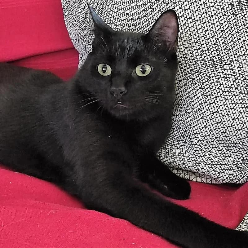 CORNELL, male 6yo Mixed Breed for adoption at APAMAG