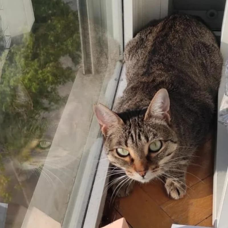 NICA, female 7yo European Shorthair for adoption at APAMAG