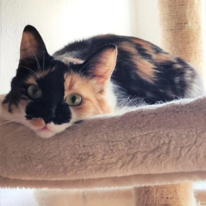 MARIAH, female 6yo European Shorthair for adoption at APAMAG