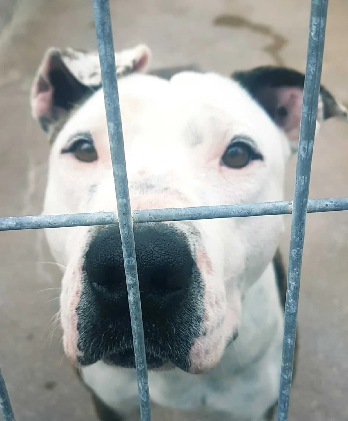 Mandy, senior mixed breed for adoption at Arme Hunde – Gran Canaria, München