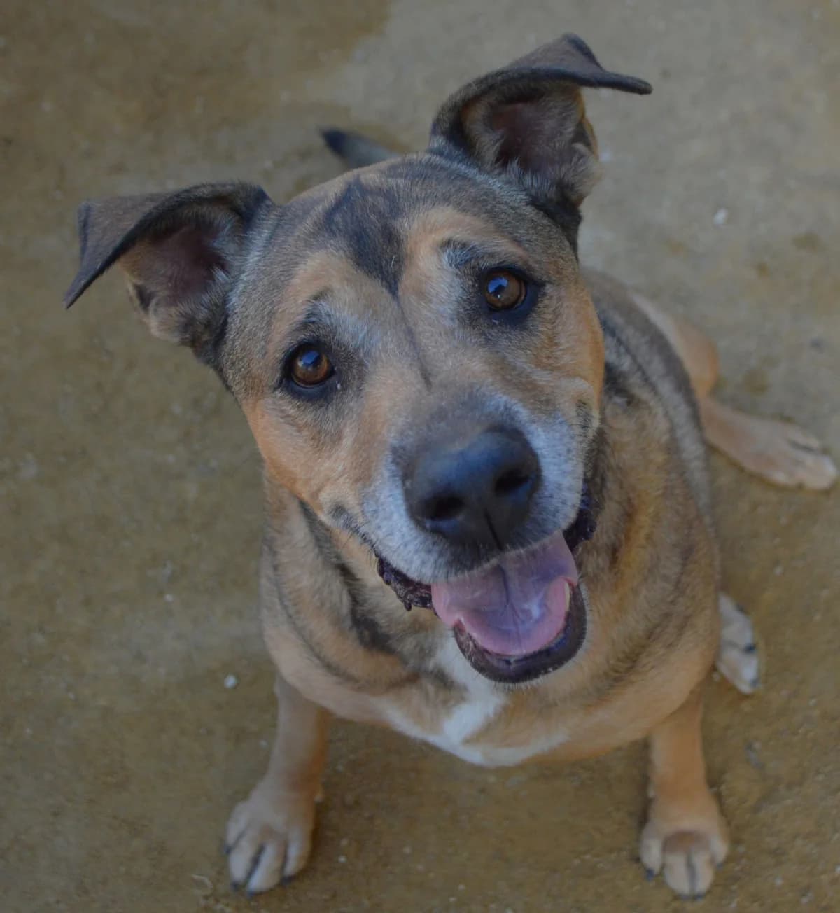 Bella, female young Mixed Breed for adoption at APASA Xabia, Xabia