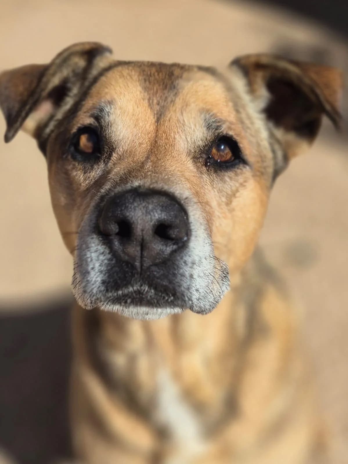 Bella, female young Mixed Breed for adoption at APASA Xabia, Xabia