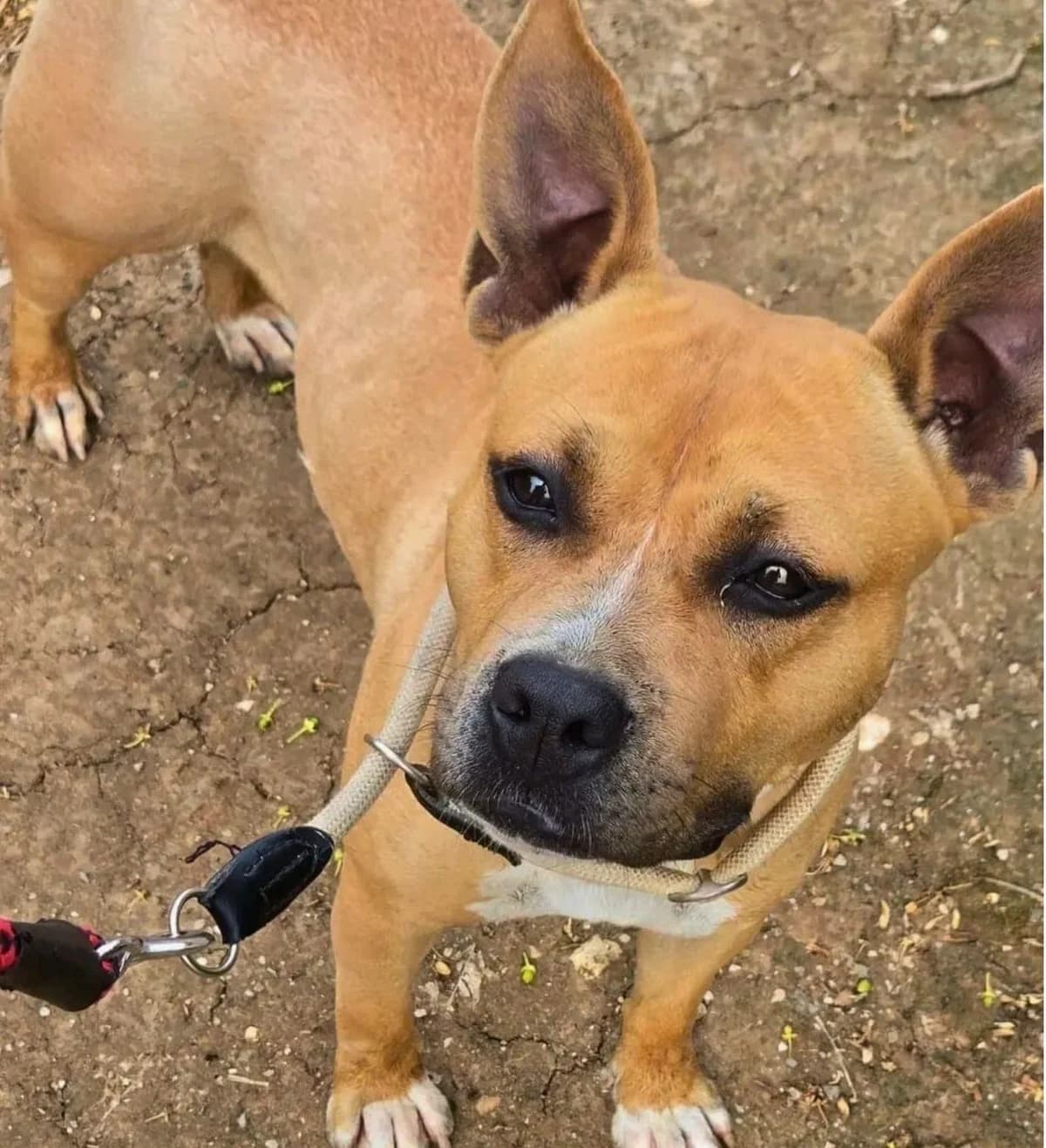 Bimba, female American Staffordshire Terrier for adoption at APASA Xabia, Xabia