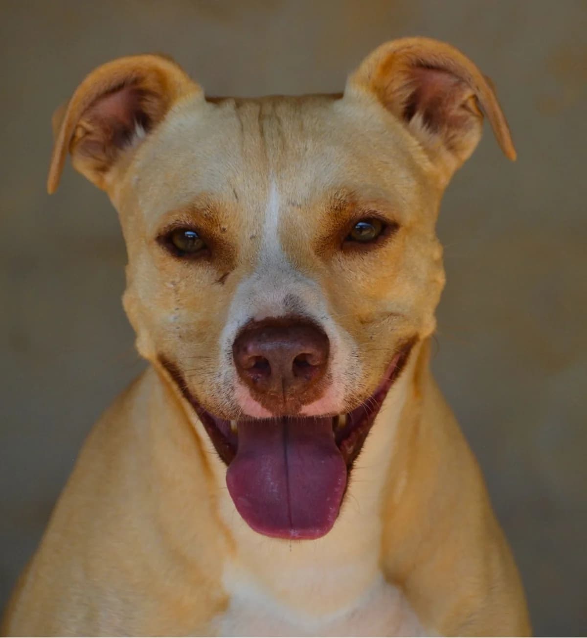 Cauteret, female Mixed Breed for adoption at APASA Xabia, Xabia