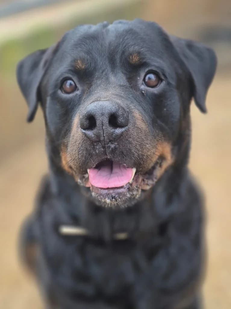 Chop, Negro y marrón male 6yo Rottweiler for adoption at APASA Xabia, Xabia