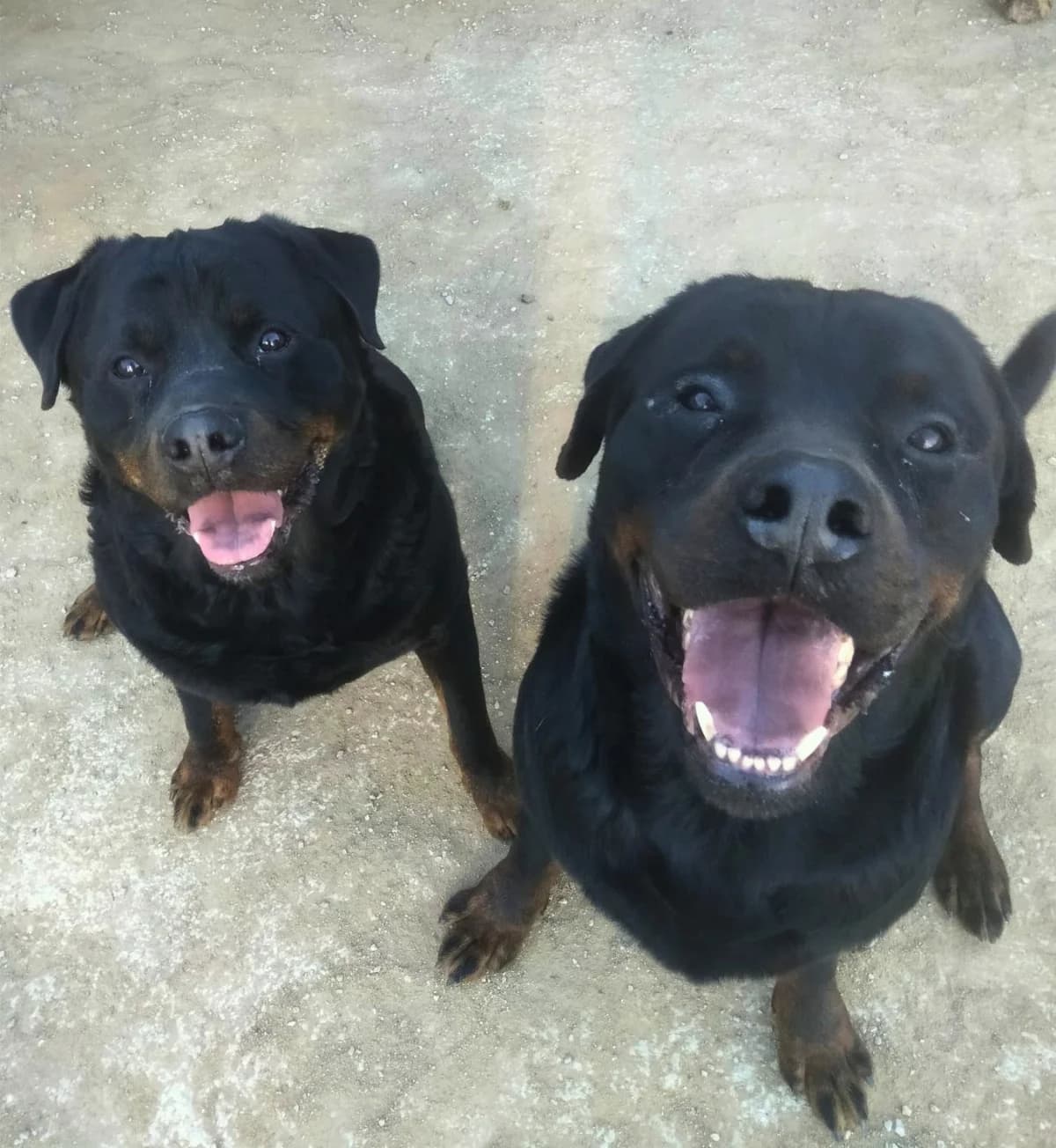 Chop & Reeko, female puppy Rottweiler for adoption at APASA Xabia, Xabia