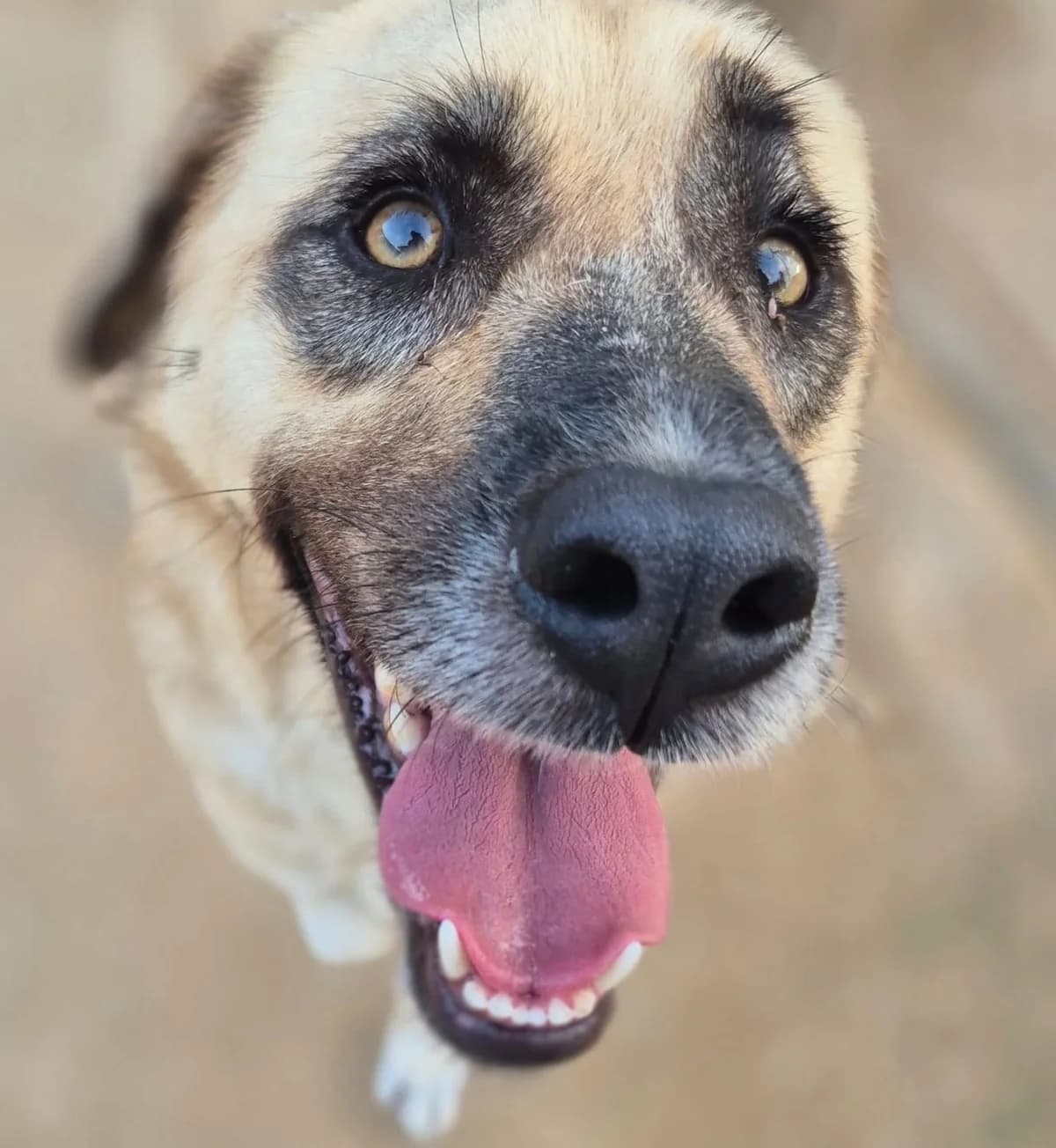 Coco, female Mixed Breed for adoption at APASA Xabia, Xabia