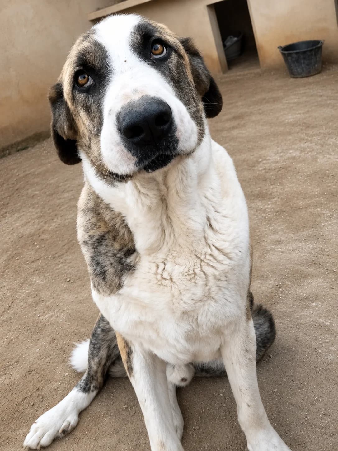 Coffee, female mixed breed for adoption at APASA Xabia, Xabia