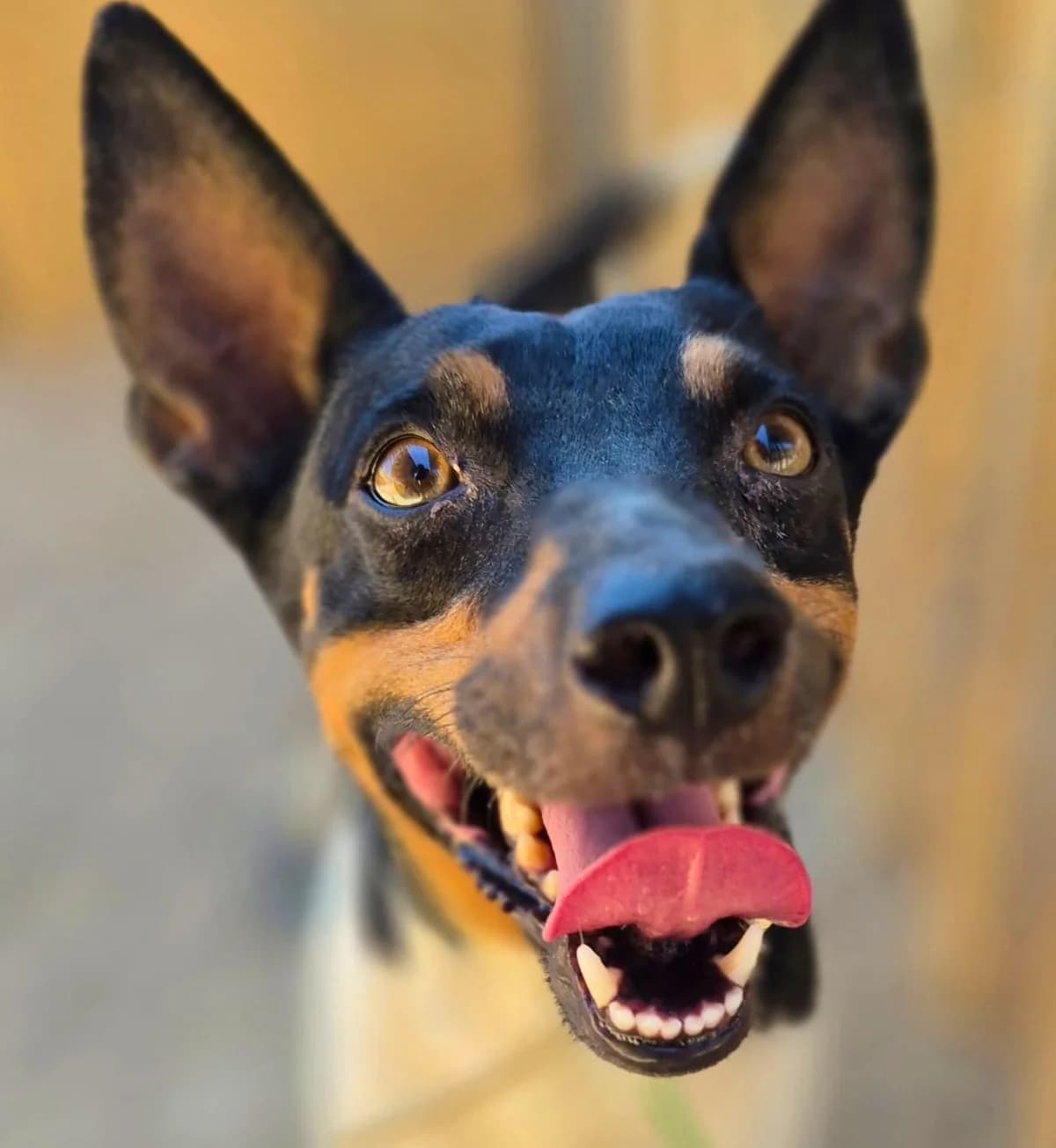 Dante, female puppy Mixed Breed for adoption at APASA Xabia, Xabia