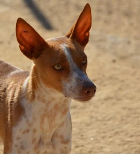 Falko, Canela y blanco male 4yo Podenco for adoption at APASA Xabia, Xabia