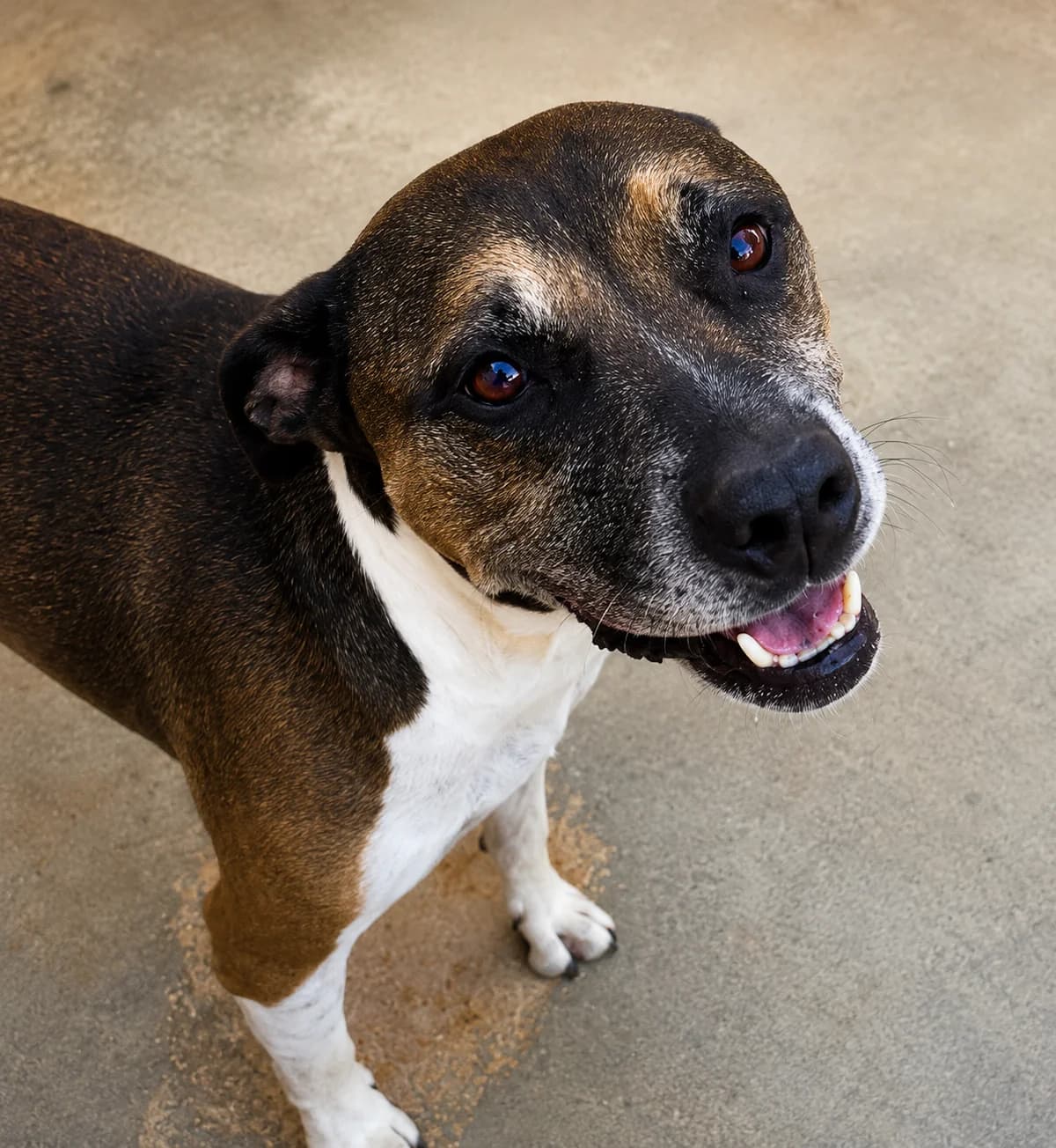 Golfo, female American Staffordshire Terrier for adoption at APASA Xabia, Xabia