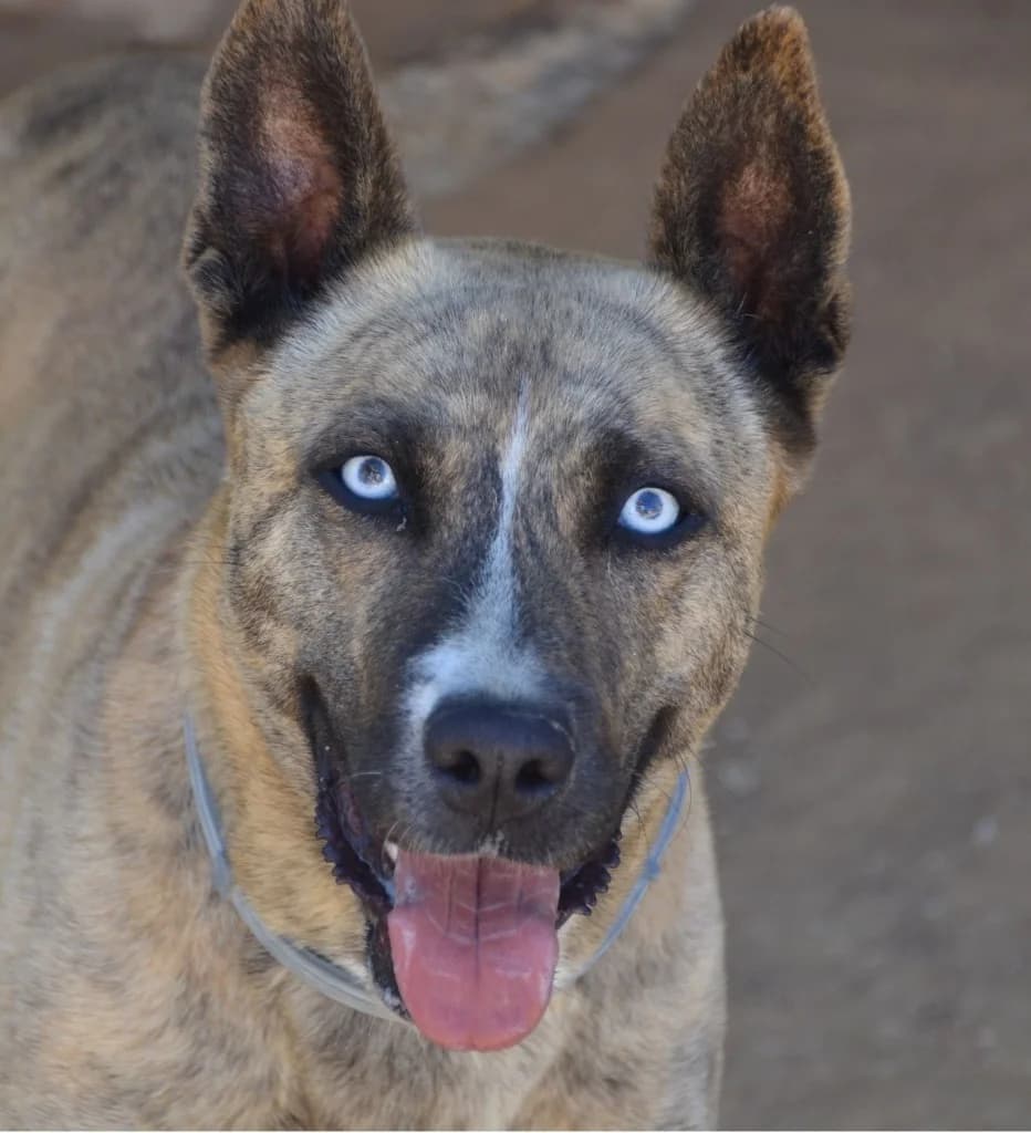 Kasha, Atigrado female 6yo Mixed Breed for adoption at APASA Xabia, Xabia