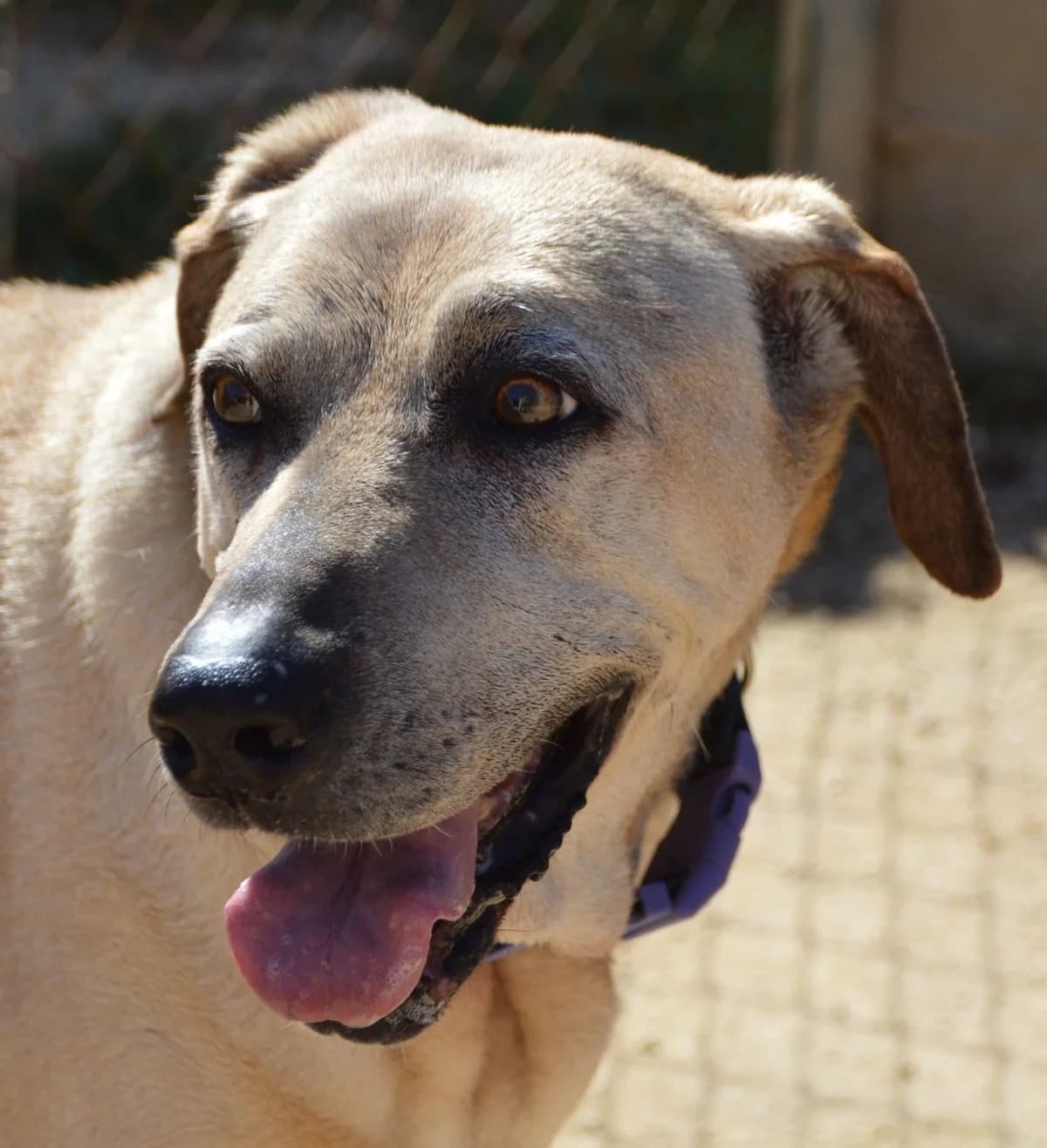 Lady, female Labrador Retriever for adoption at APASA Xabia, Xabia