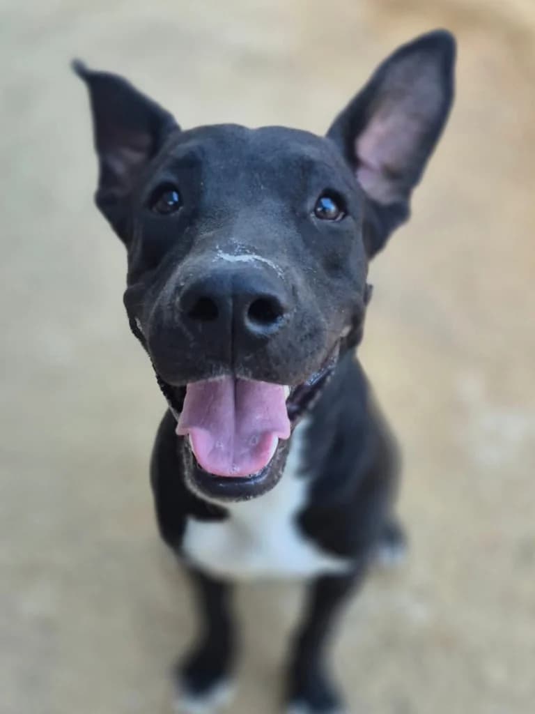 Lenny, Negro y blanco male young Mixed Breed for adoption at APASA Xabia, Xabia