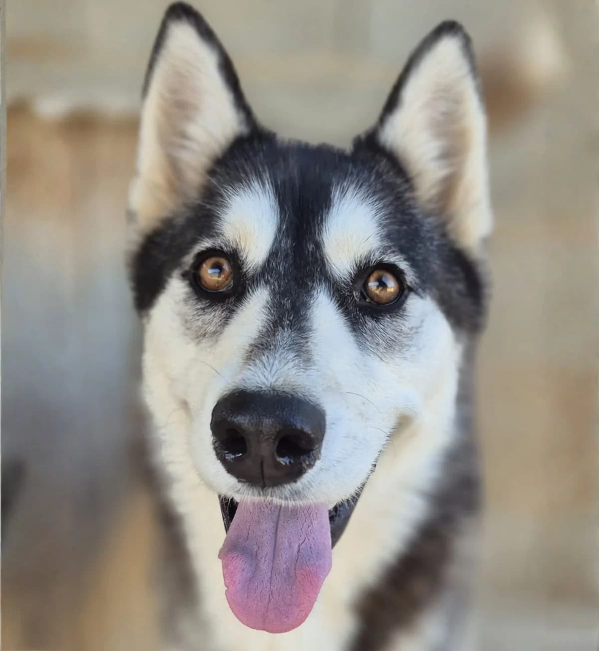 Lily May Reserved, female puppy Husky for adoption at APASA Xabia, Xabia