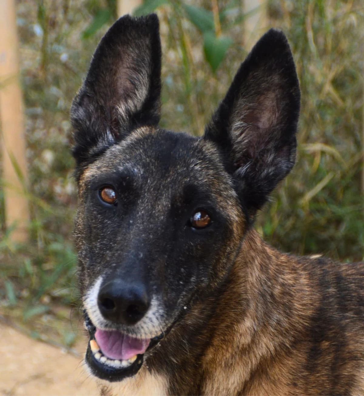 Loba, female young Mixed Breed for adoption at APASA Xabia, Xabia
