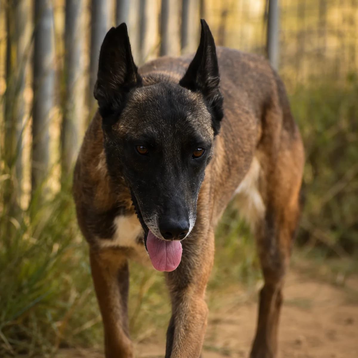 Loba, female young Mixed Breed for adoption at APASA Xabia, Xabia