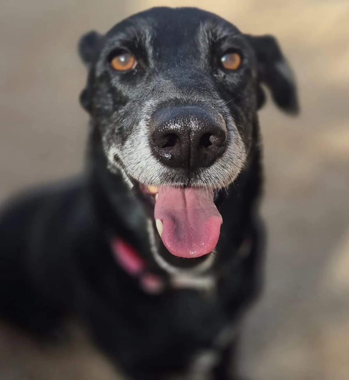 Lola, female Mixed Breed for adoption at APASA Xabia, Xabia