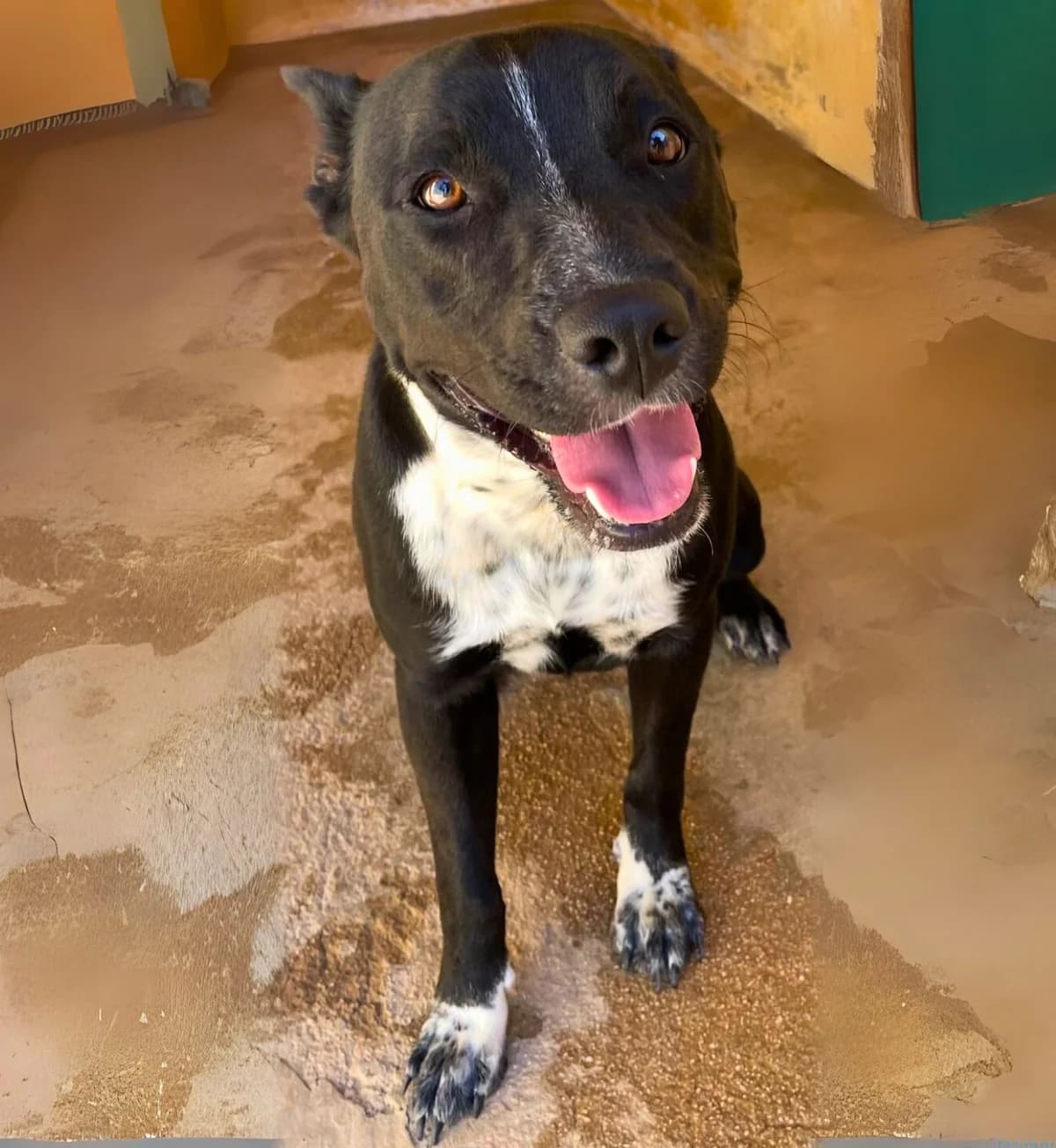 Lorna, female Staffordshire Bull Terrier for adoption at APASA Xabia, Xabia