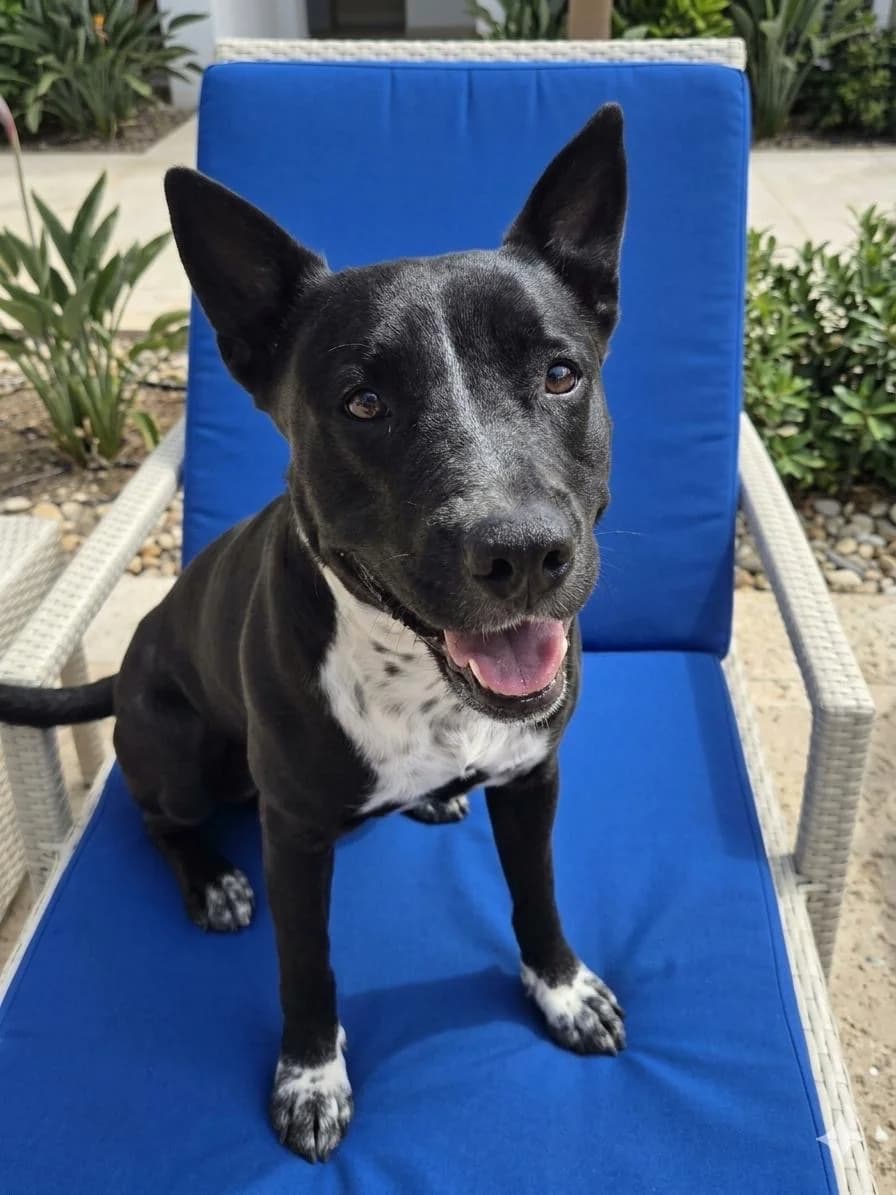 Lorna, female Staffordshire Bull Terrier for adoption at APASA Xabia, Xabia