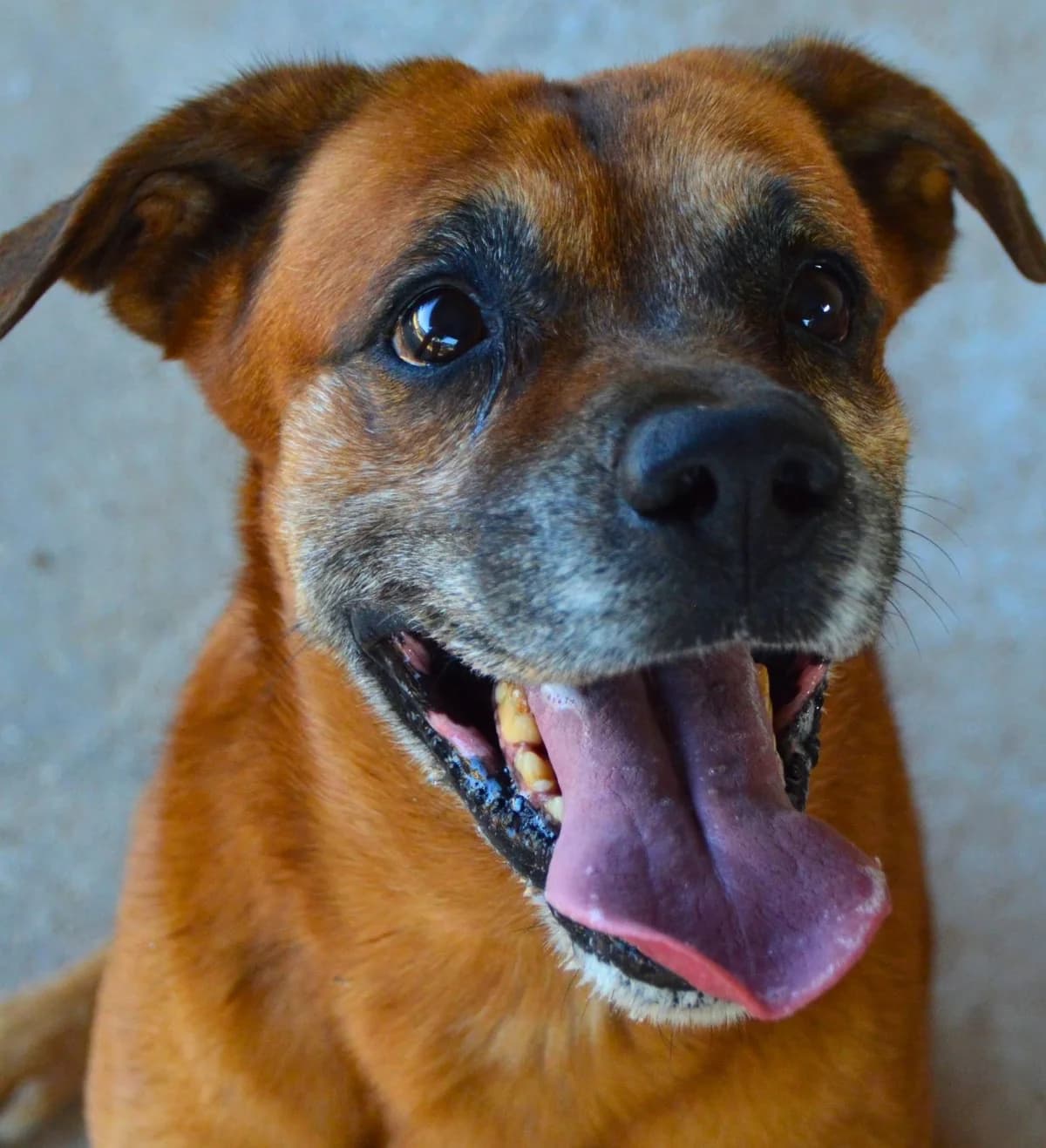 Meuxic, female Mixed Breed for adoption at APASA Xabia, Xabia
