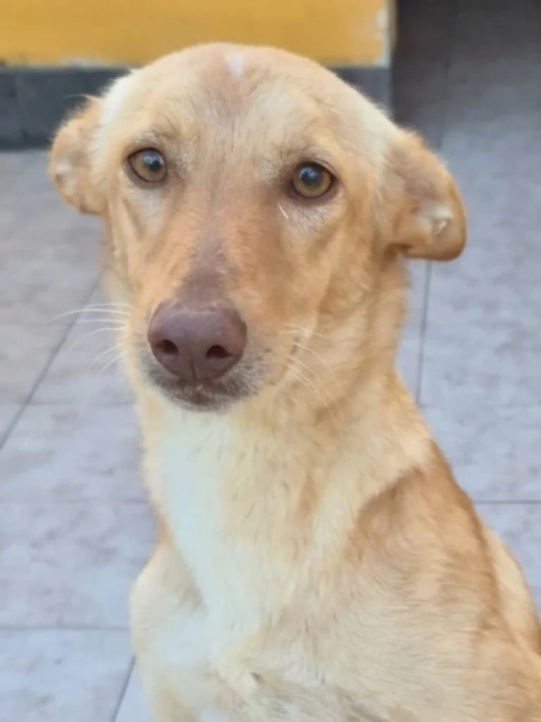 Miko, Crema male young Podenco for adoption at APASA Xabia, Xabia