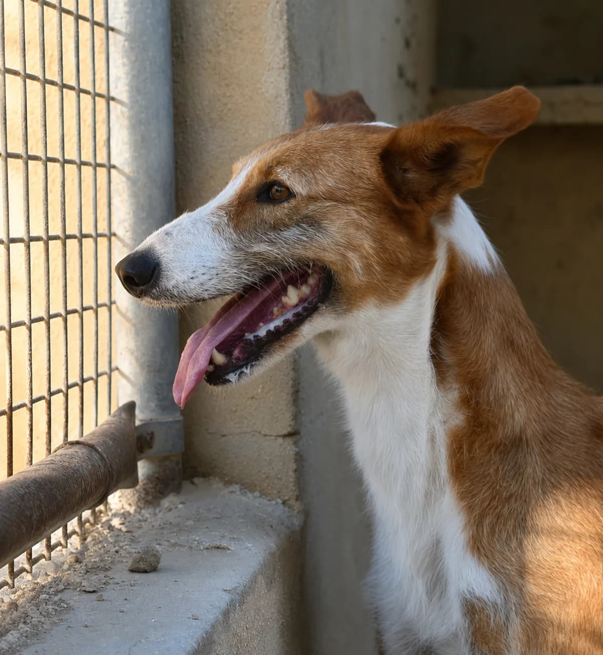 Misty, female Podenco for adoption at APASA Xabia, Xabia