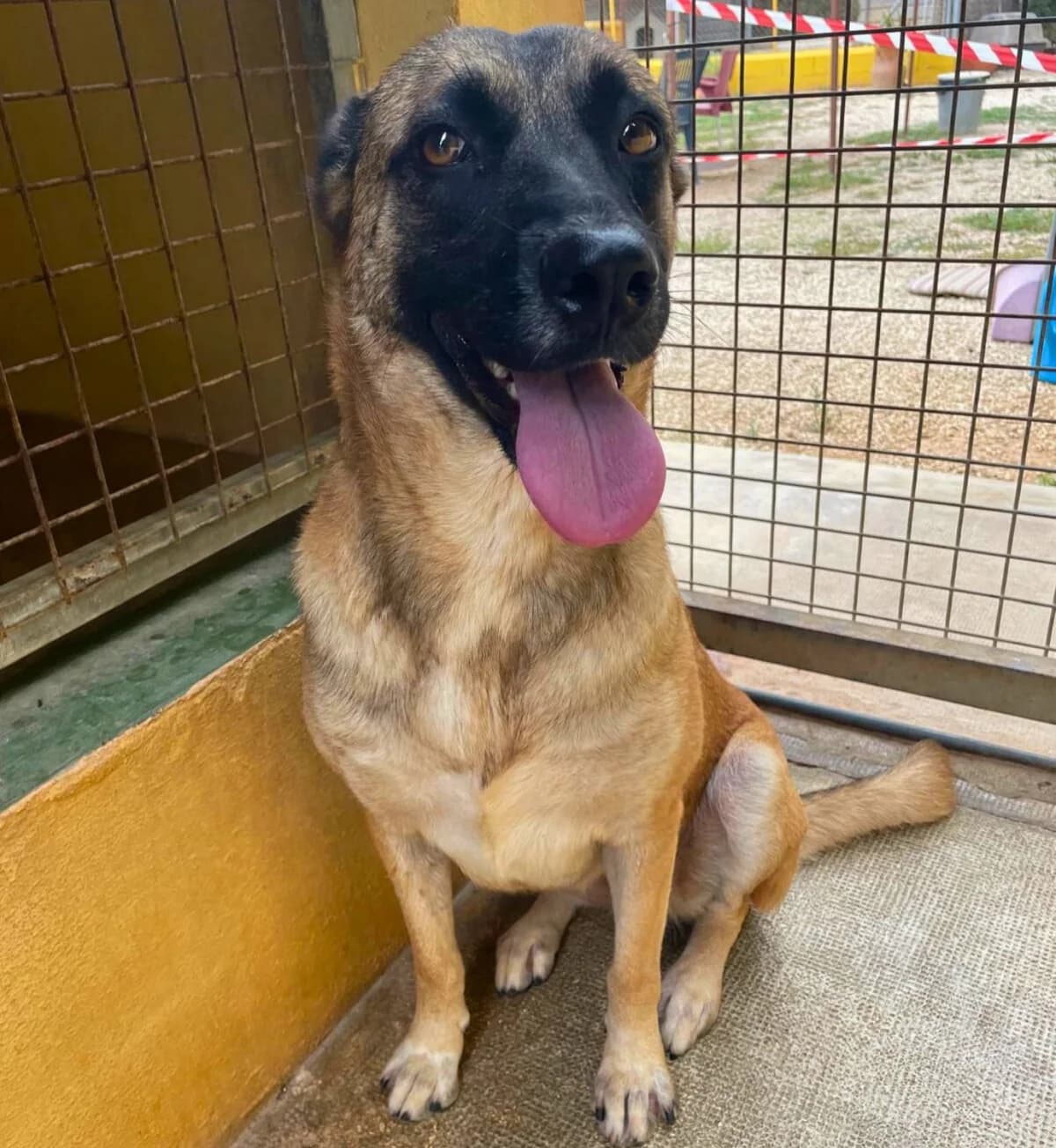 Nala, female young Belgian Malinois for adoption at APASA Xabia, Xabia