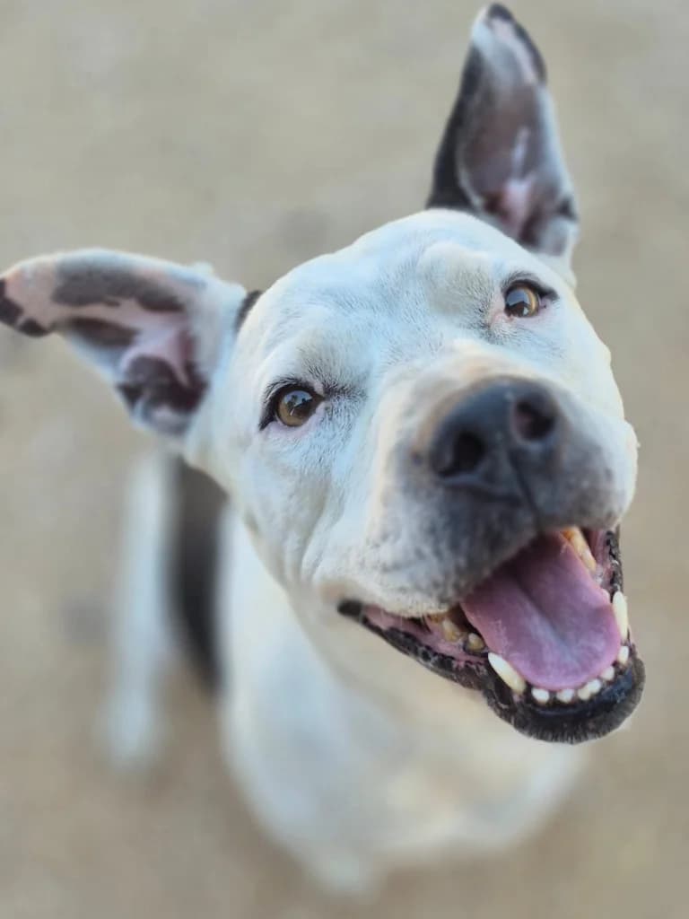 Neige, Blanco y negro female 7yo Pit Bull Terrier for adoption at APASA Xabia, Xabia
