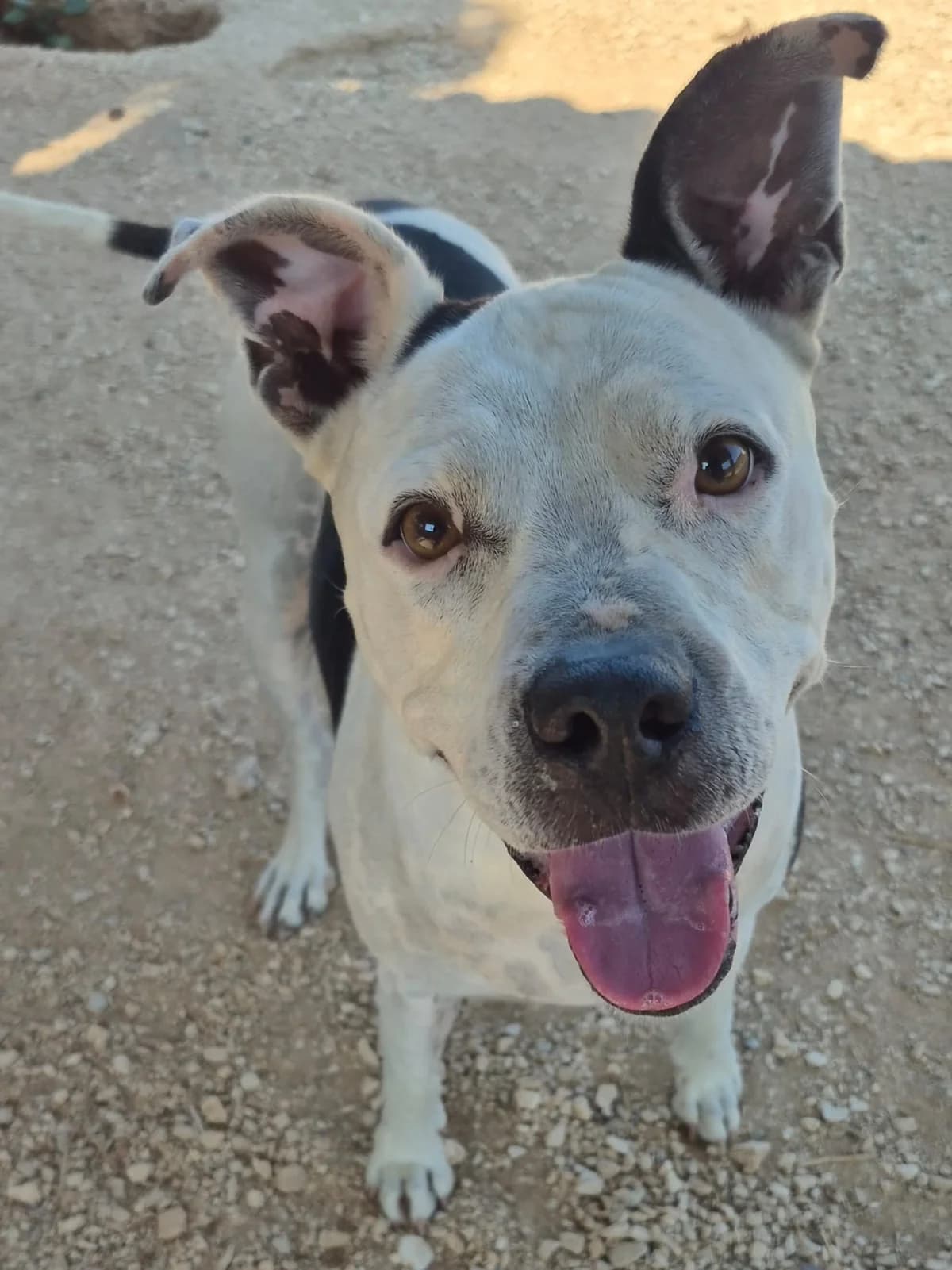 Neige, female Pit Bull Terrier for adoption at APASA Xabia, Xabia