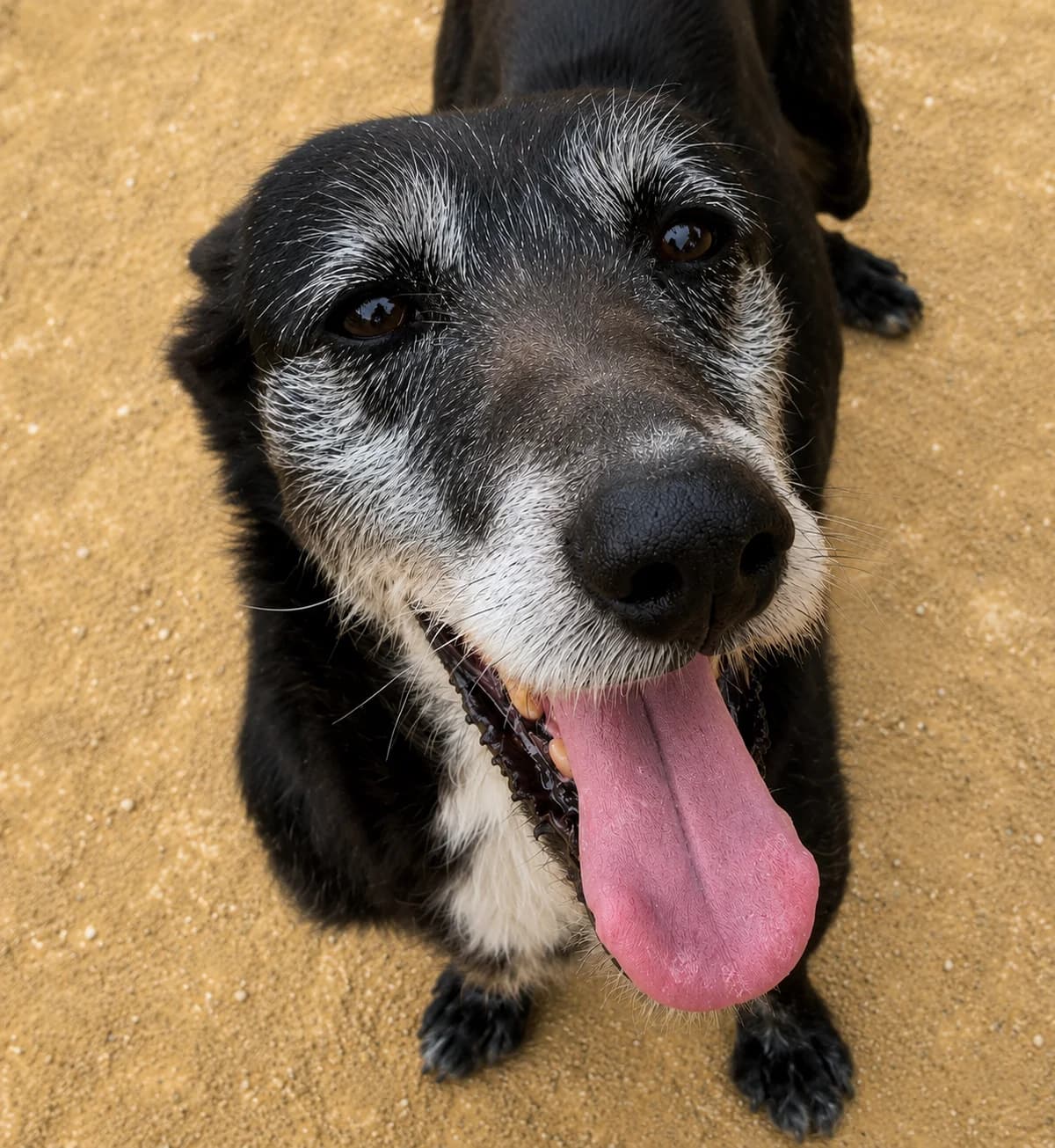 Odie, female senior Mixed Breed for adoption at APASA Xabia, Xabia