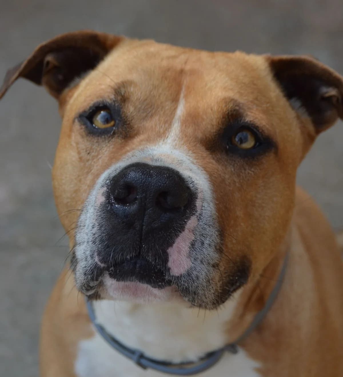 Ole, female American Staffordshire Terrier for adoption at APASA Xabia, Xabia