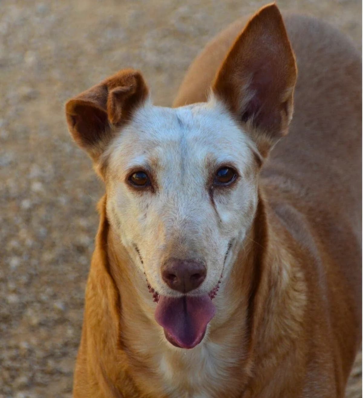 Palma, female Podenco for adoption at APASA Xabia, Xabia
