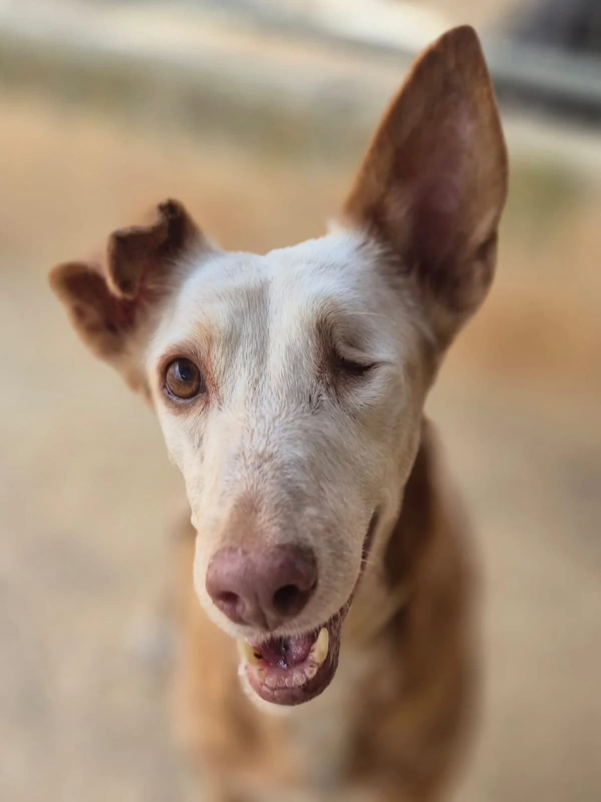 Palma, female Podenco for adoption at APASA Xabia, Xabia
