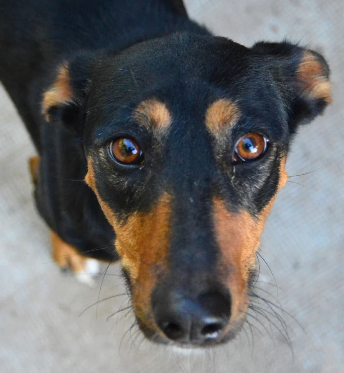 Pookie, female young Mixed Breed for adoption at APASA Xabia, Xabia