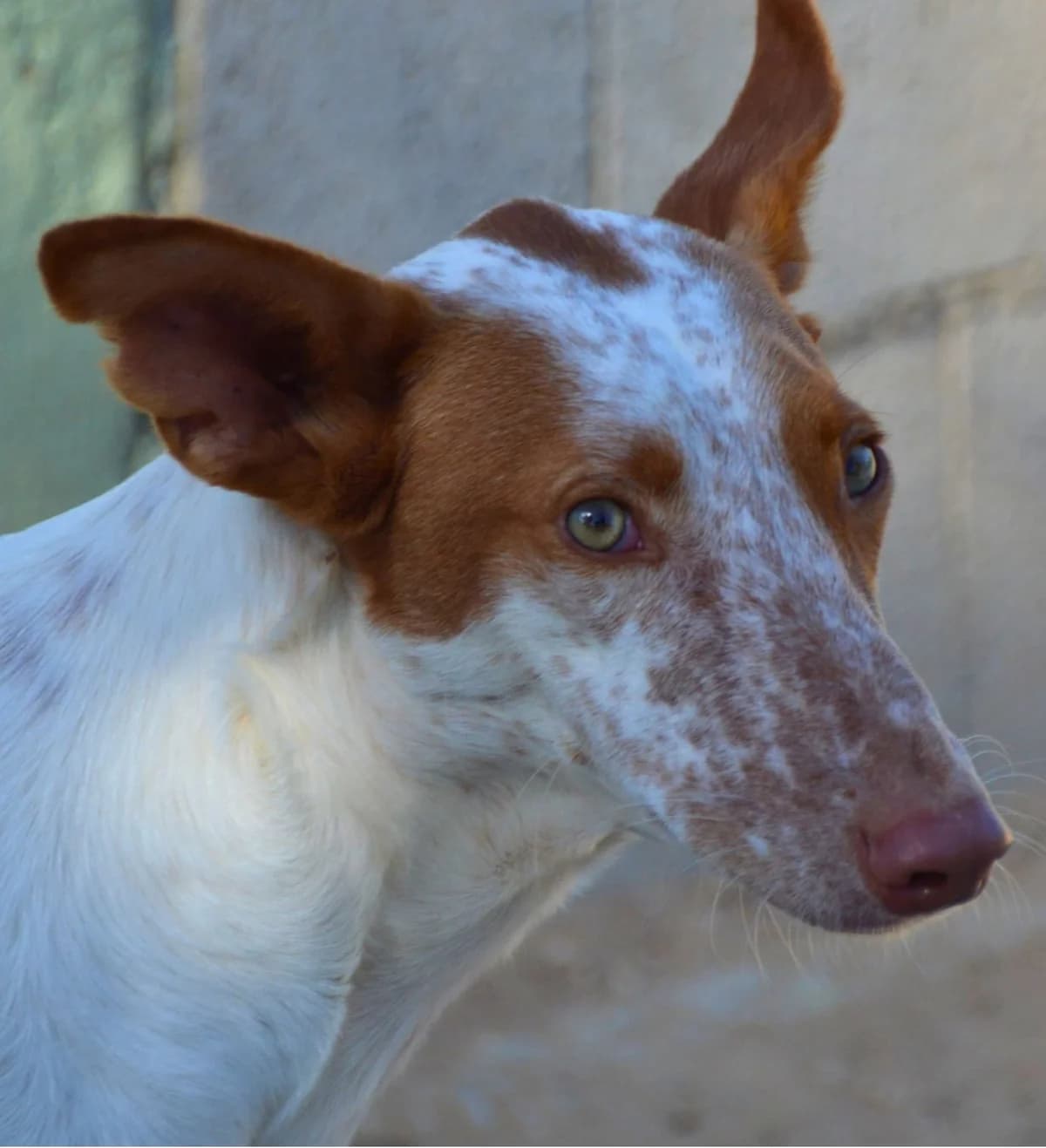 Quinn, female Podenco for adoption at APASA Xabia, Xabia