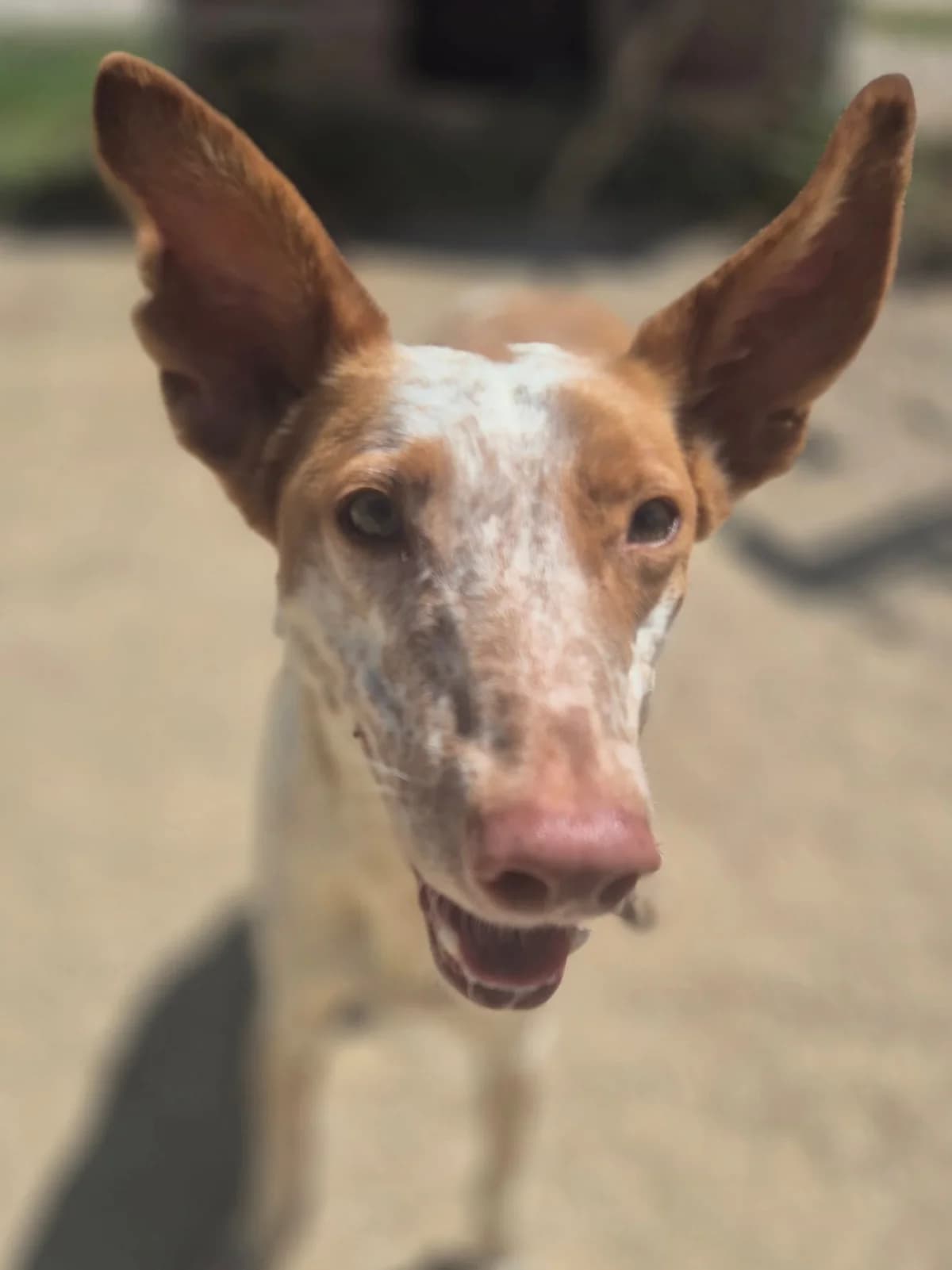 Quinn, female Podenco for adoption at APASA Xabia, Xabia