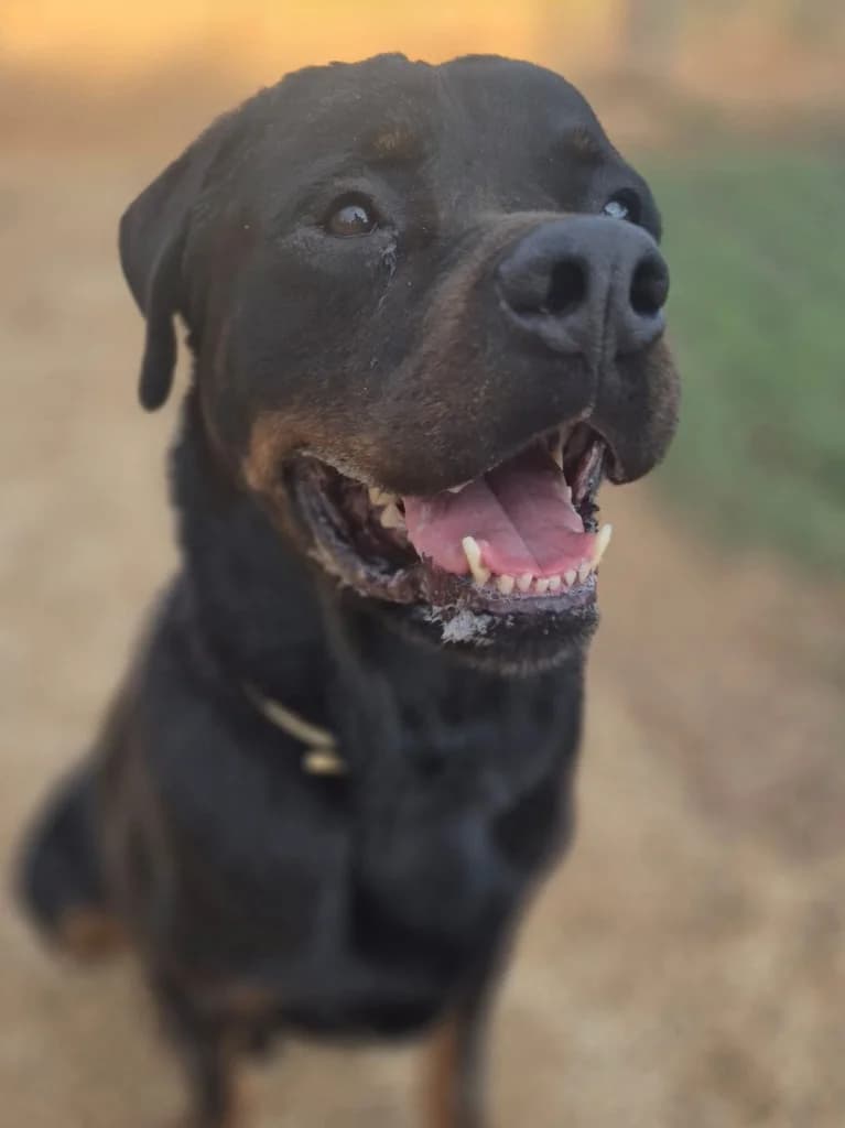 Reeko, Negro male 6yo Rottweiler for adoption at APASA Xabia, Xabia