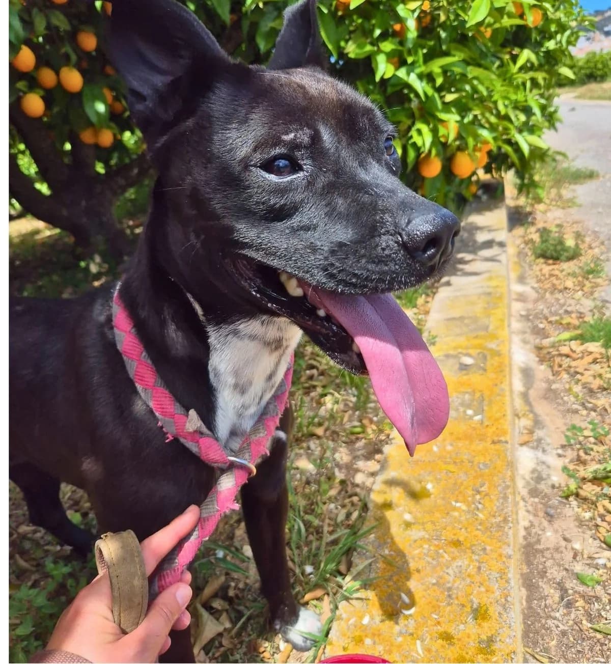 Ricky, female Mixed Breed for adoption at APASA Xabia, Xabia