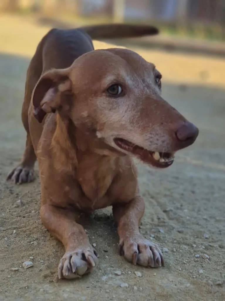 Robin, Canela male 5yo Podenco for adoption at APASA Xabia, Xabia