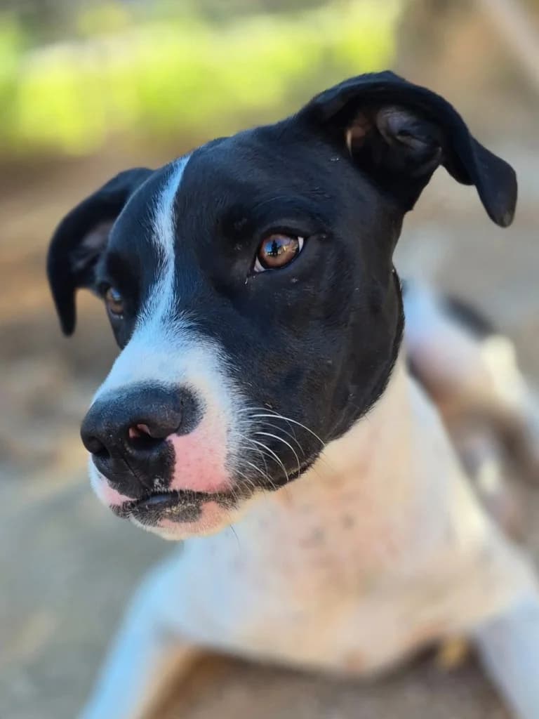 Roko, Blanco y negro male puppy Pointer for adoption at APASA Xabia, Xabia