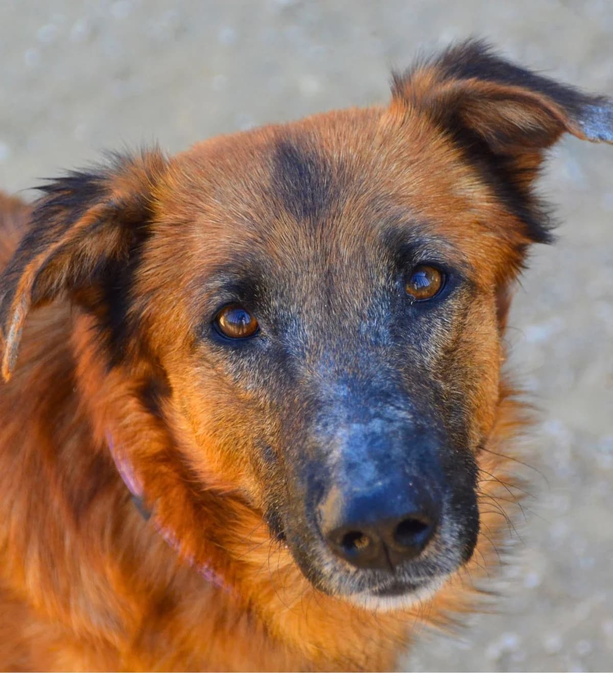 Romo, female Mixed Breed for adoption at APASA Xabia, Xabia