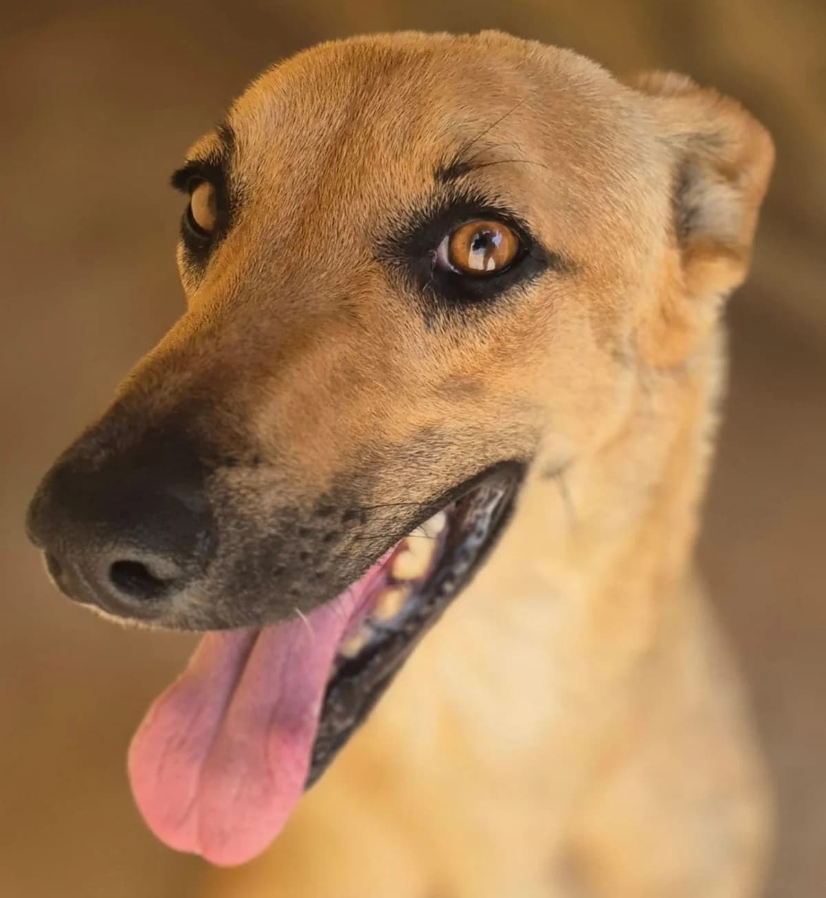 Romy, female puppy Mixed Breed for adoption at APASA Xabia, Xabia