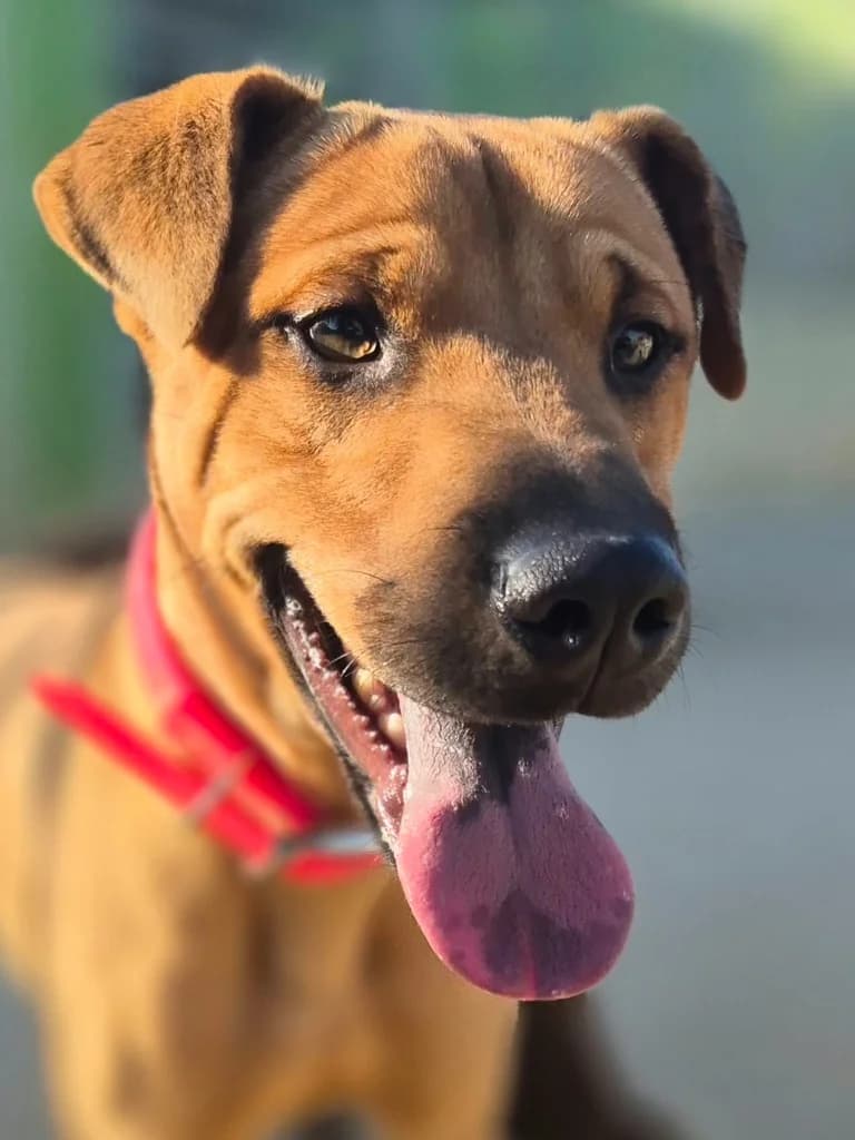 Roy, Marrón male young Mixed Breed for adoption at APASA Xabia, Xabia