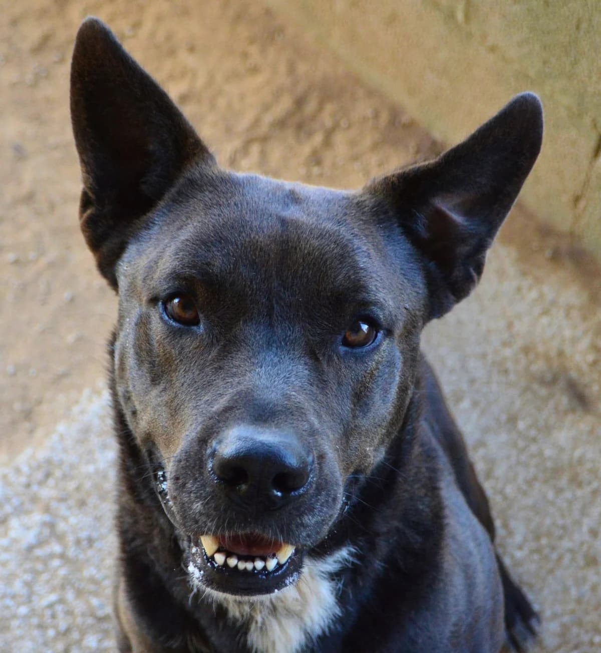 Spike, female Mixed Breed for adoption at APASA Xabia, Xabia